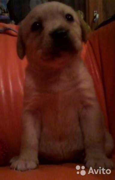 Щенки лабрадора в Ростове-на-Дону фото 6