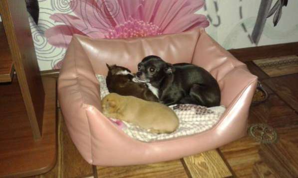 Щеночки чихи в Тюмени фото 4