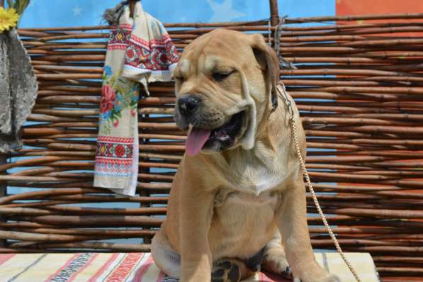 Selling puppies ca-de-bou (Major Mastiff) в фото 8