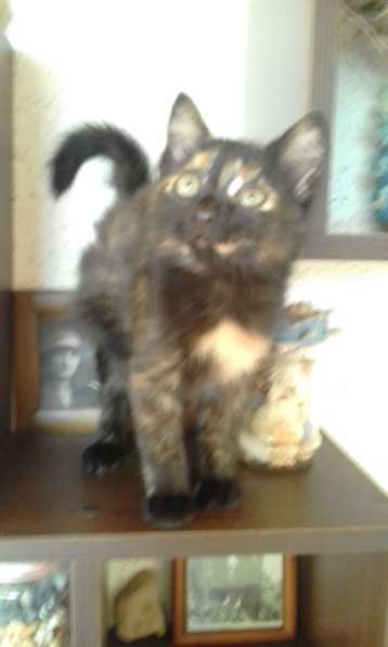 Два прекрасных котенка в Севастополе фото 11