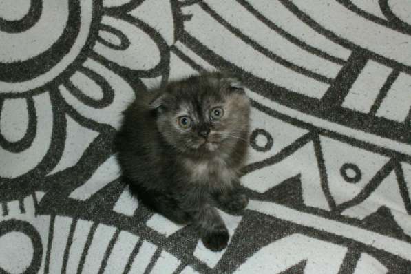 Шотландская вислоухая Скоттиш фолд в Москве фото 6