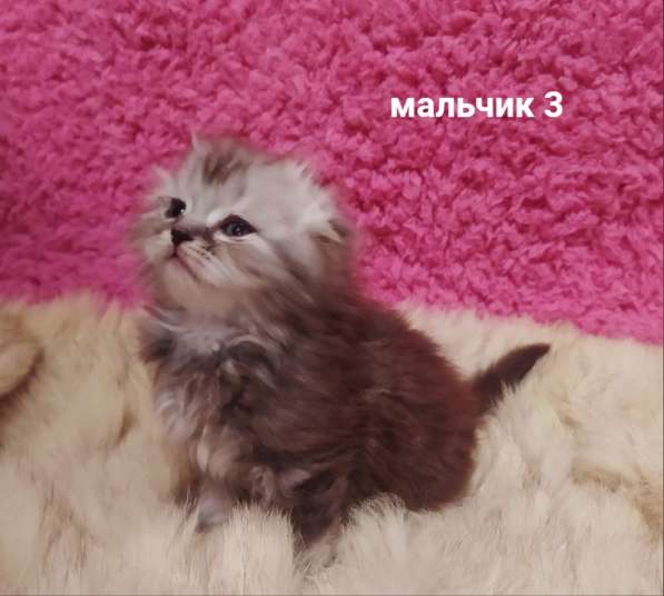 Котята вислоухие шотландские