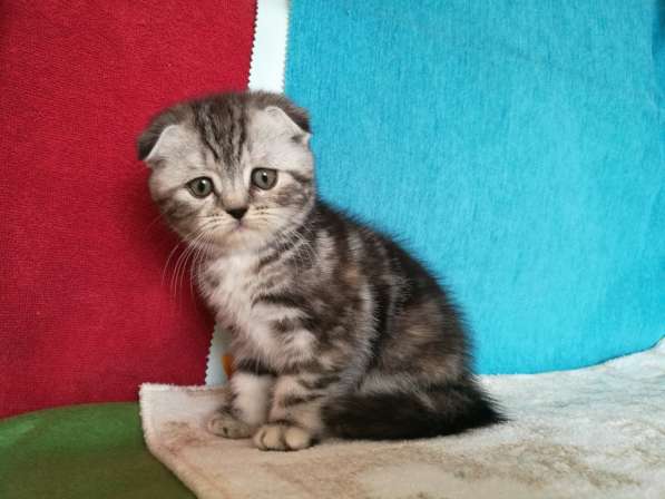 Шикарная КОШЕЧКА в Казани фото 3