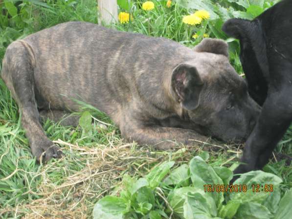 Малыши Корсики 3 мес в Москве фото 25