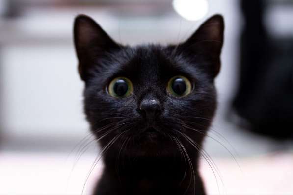 Ласковая черненькая кошечка Мия срочно ищет дом в фото 3