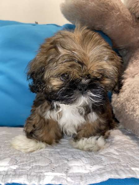 Щенки ши-тцу в Санкт-Петербурге фото 11