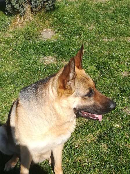 УМНАЯ И ИСПОЛНИТЕЛЬНАЯ ДЕВОЧКА НЕМЕЦКОЙ ОВЧАРКИ в фото 3