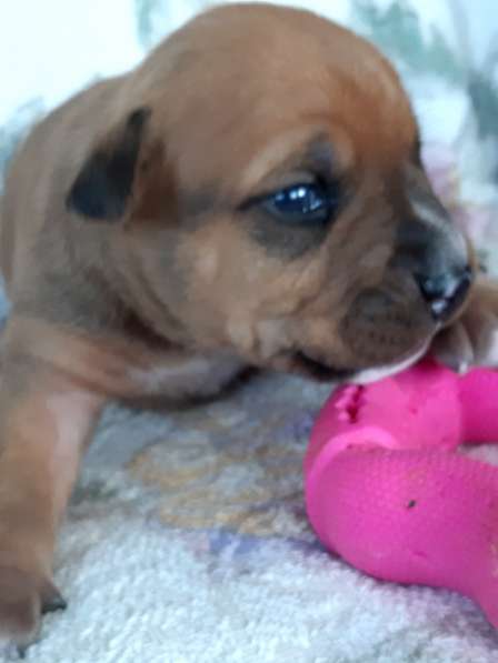 Милые мальчики и девочки Амстаффа резерв ркф в Москве фото 17