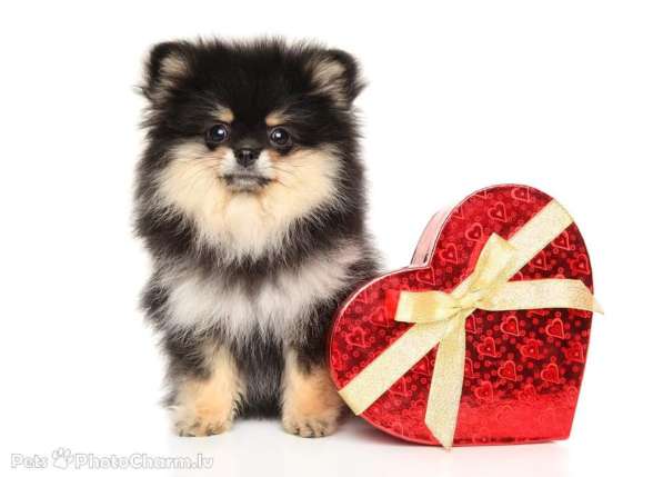 Щенки Померанский шпиц в фото 12