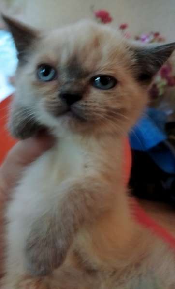 Скоттиш фолд и Скоттиш страйт шиншиллыРодословная в фото 8