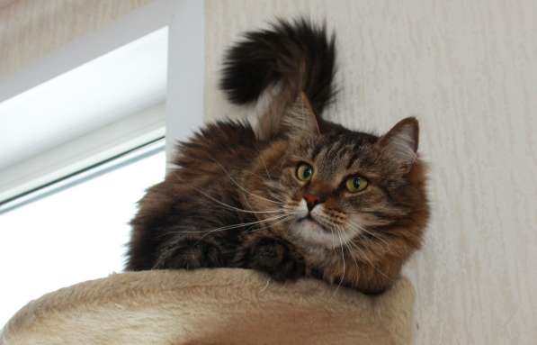 Кот в добрые руки. Сибирячок Стёпа в Калуге фото 18