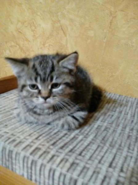 Очень красивые и ласковые котята! 2 месяца в Обнинске фото 12