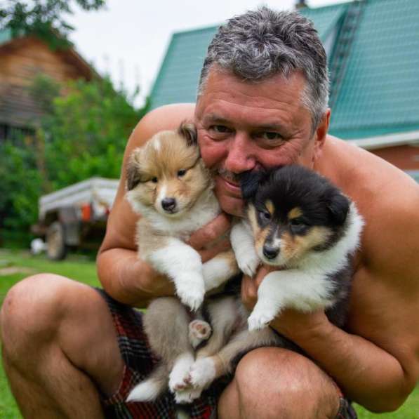 Щенок колли длинношёрстный в Екатеринбурге фото 30