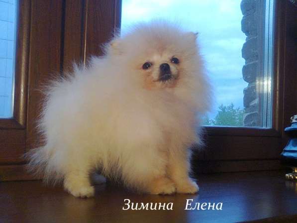 Девочка помираночка Мини в Москве фото 3