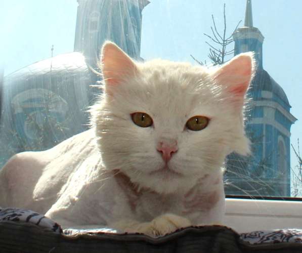 Кот в добрые руки. Пушистый Амур в Калуге фото 22