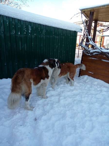 Щенки сенбернара в фото 110