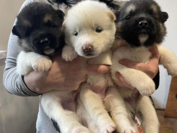 Собаки в фото 13