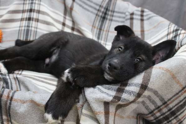 Черный щенок со звездочкой на груди в Санкт-Петербурге фото 8