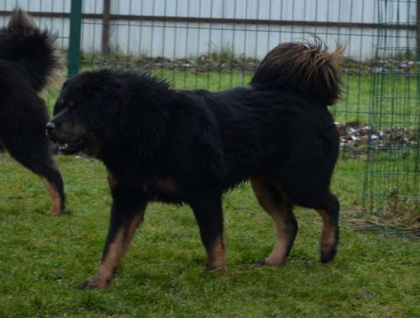 Тибетский мастиф - лучший страж на территории в Москве фото 164