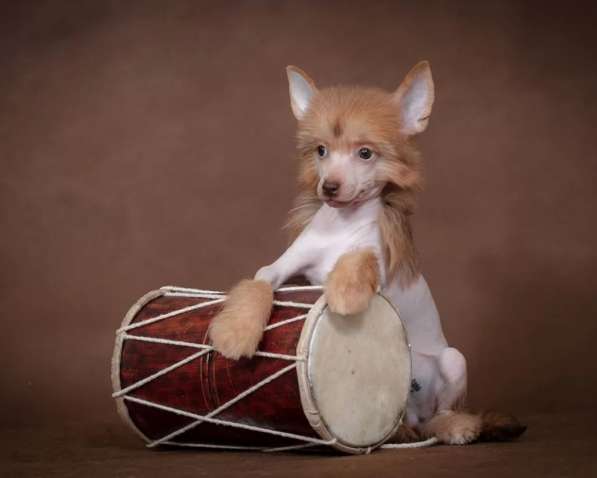 Китайская хохлатая щенок в Москве фото 3