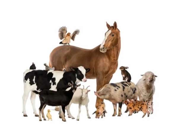 Куплю Коз и Козлов Казлят в Рязани