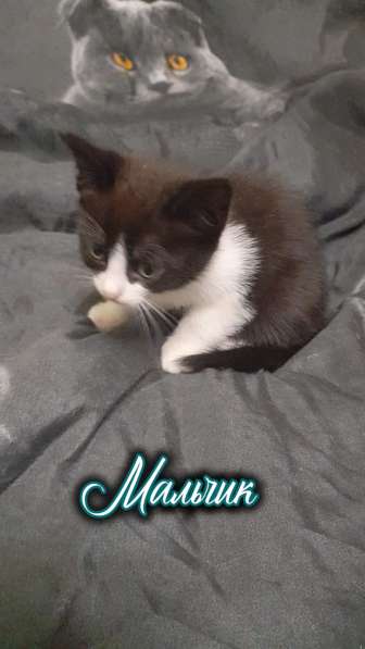 Котята в добрые руки, бесплатно в Подольске фото 8