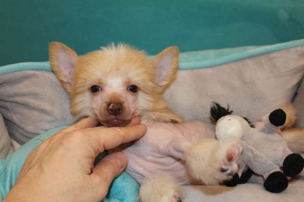 Щенок КХС в Москве фото 13