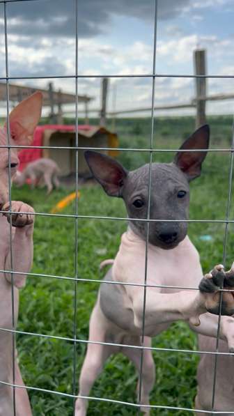 Американский голый терьер в Москве фото 3