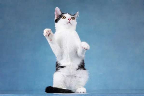 Милый котенок Пончик в добрые руки в Москве