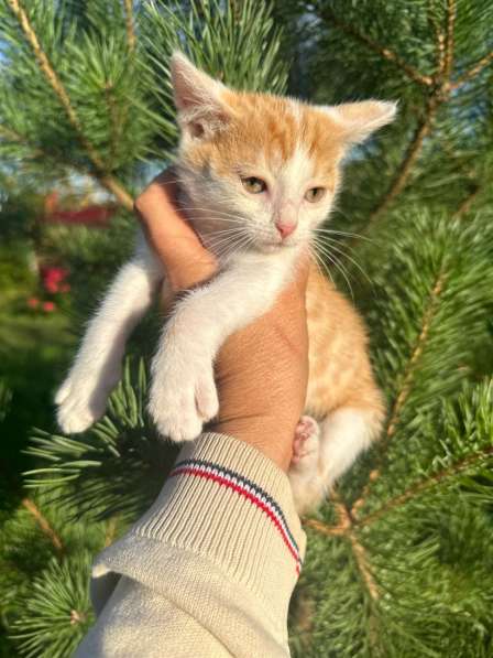 Милый котёнок Драго ищет дом мечты в Москве