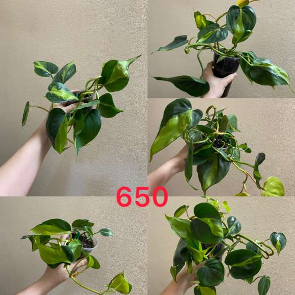 Комнатные растенияСо в Сочи фото 5