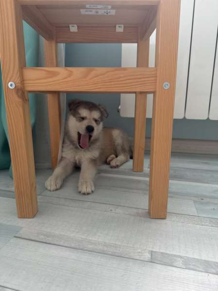 Маламут в Самаре фото 4