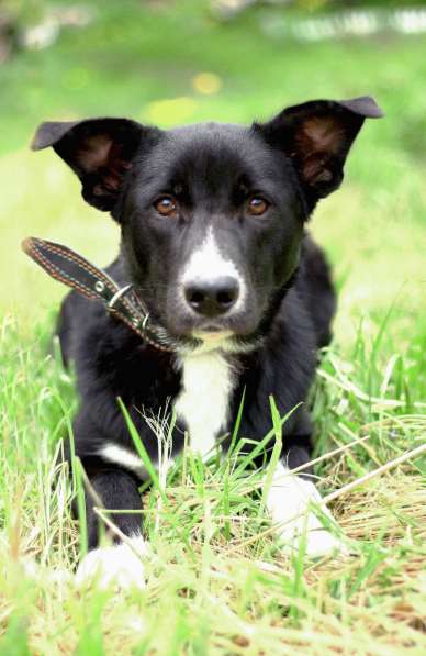 Щенок ЛЕКСУС ищет дом