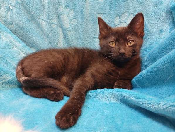 Черный игривый котёнок ищет дом в Санкт-Петербурге фото 3