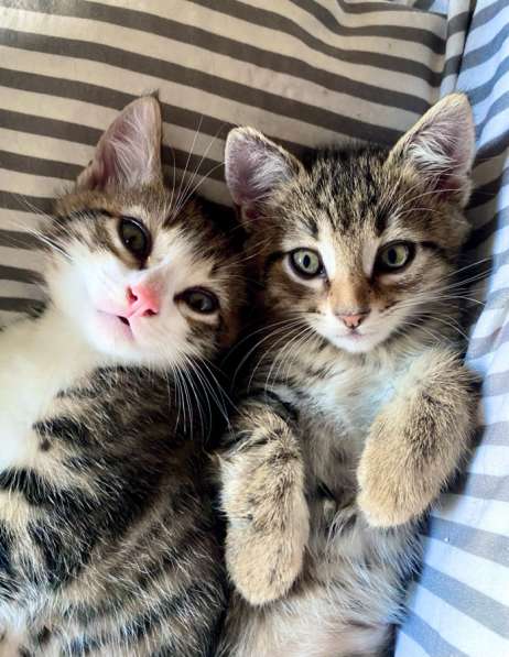 Отдам в добрые руки котят в Сочи фото 4