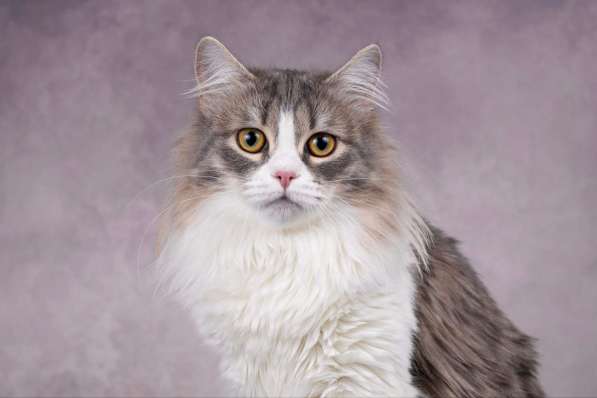 Пушистая девочка Снежа ищет свой дом!