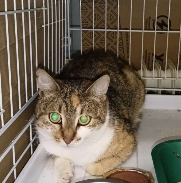 Две кошки ищут Дом в Вологде фото 4