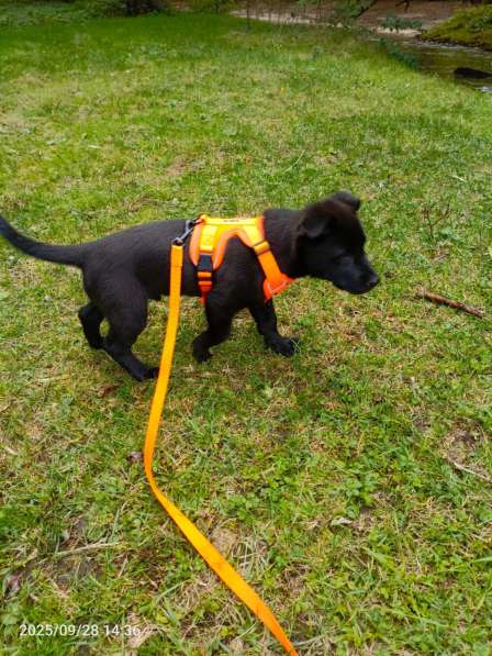 Маленький хорошенький щенок в Санкт-Петербурге фото 3