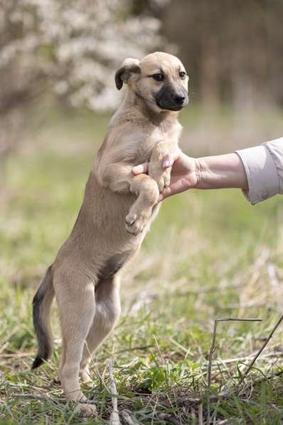 Ласковые щенята в Санкт-Петербурге фото 15