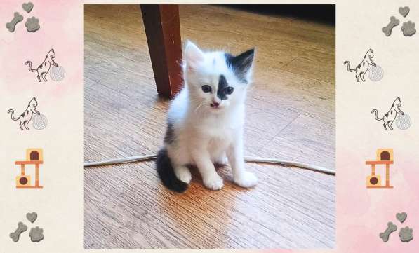 Котёнок-девочка в добрые руки! в 