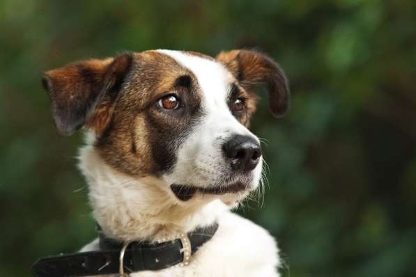 Познакомьтесь с невероятно спокойным и умным Арни! в Москве