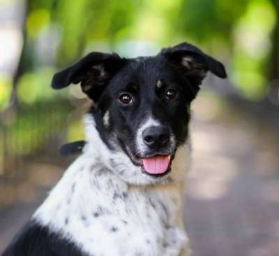 Отдам даром Молодая собака Бони ищет супер-хозяина