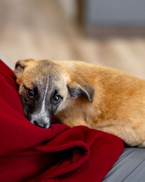 Лизи ищет дом! в Москве