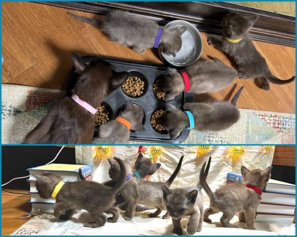 Котята европейской бурмы