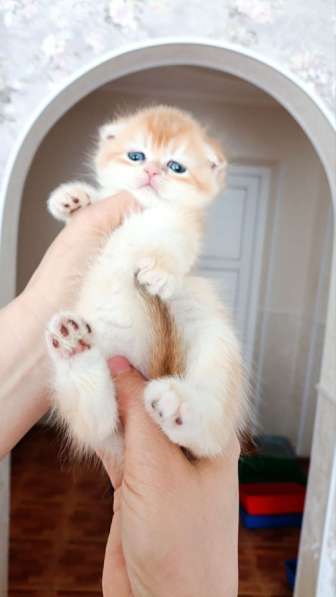 Кошки на продаже в Грозном фото 6