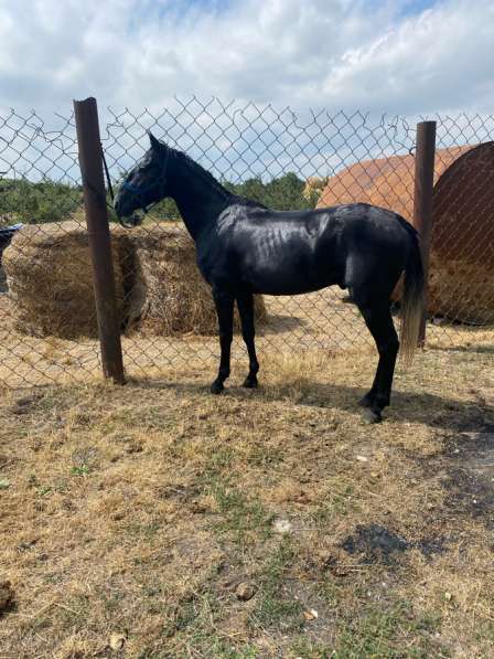 Цена 550 порода англакабарлинец в Москве