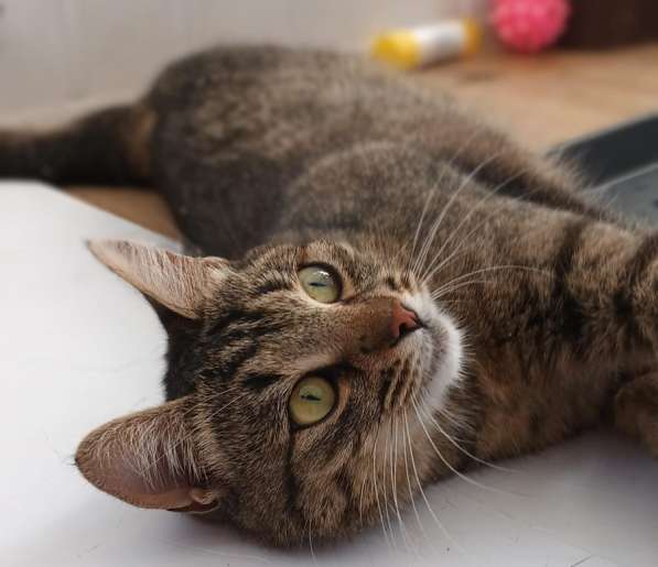 Кошка в хорошие руки в Москве фото 6