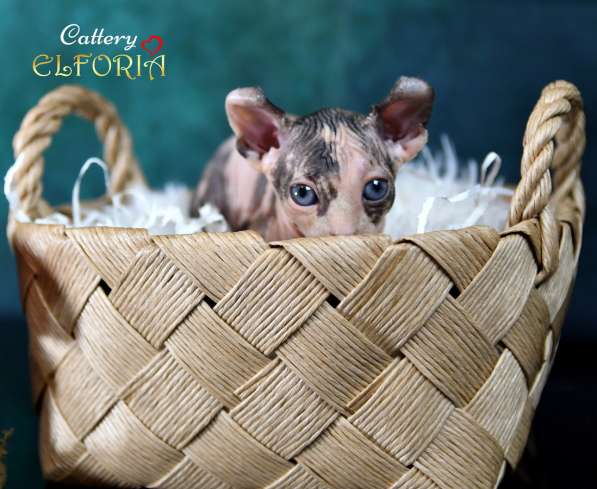 Котята Sphynx, Elf, DWELF в фото 10