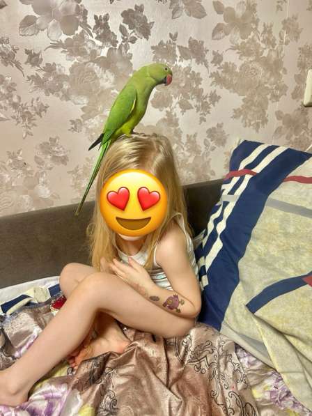 Ожереловый попугай в Москве фото 5