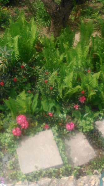 декоративные садовые растения в Пензе